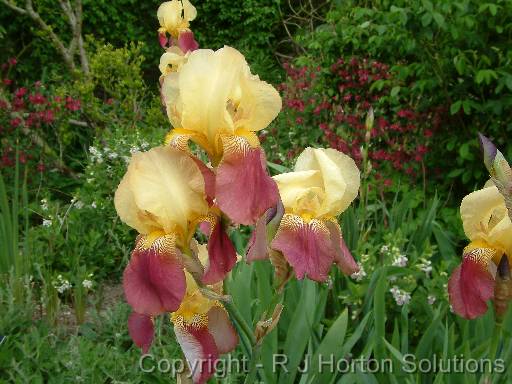 Iris Bearded Yellow Maroon 1 